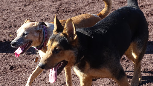 Dog Trainer «Awesome Dawgs Dog Training LLC», reviews and photos, 3052 Pricetown Rd, Temple, PA 19560, USA