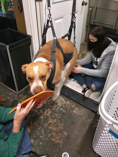 Pet Supply Store «Goin To the Dogs & Cats Pet», reviews and photos, 814 Wellman Ave NE, Huntsville, AL 35801, USA