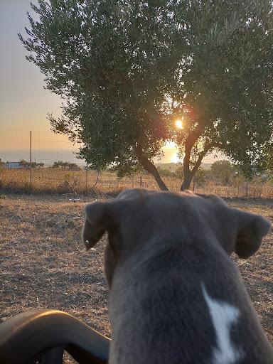 Pensioni per cani e dog hotel a Melody of the Night Amstaff