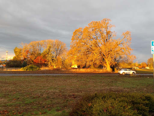 Grocery Store «Safeway», reviews and photos, 1755 Pacific Hwy W, Junction City, OR 97448, USA