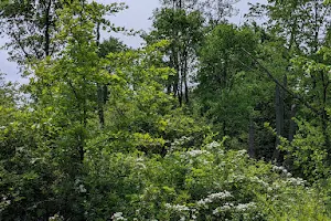 Forbes Woods Picnic Area image