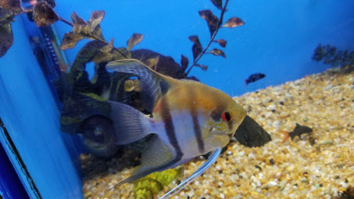 Pet Store «Fish Aquariums & Stuff», reviews and photos, 6112 W Fairview Ave, Boise, ID 83704, USA