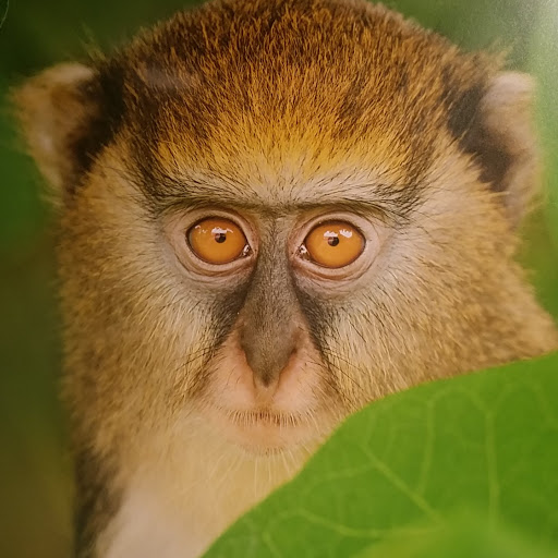 Natural History Museum «Cleveland Museum of Natural History», reviews and photos, 1 Wade Oval Dr, Cleveland, OH 44106, USA