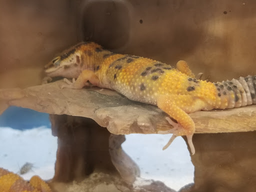 Pet Supply Store «Petco Animal Supplies», reviews and photos, 5843 N Elizabeth St, Pueblo, CO 81008, USA