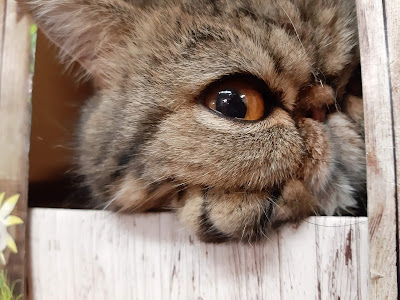 MOTELAMATOU | Pension pour chats | Paris 15e à Paris