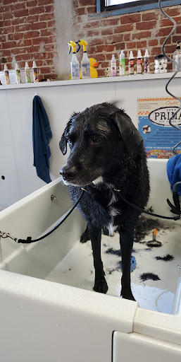 Pet Groomer «That Dog Wash», reviews and photos, 1401 Jackson St, Omaha, NE 68102, USA