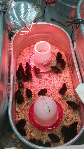 Home Improvement Store «Tractor Supply Co.», reviews and photos, 3400 Moody Pkwy, Moody, AL 35004, USA