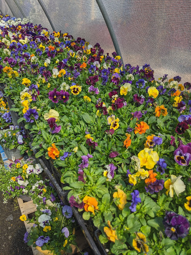 Greenhouse «Country Grapevine», reviews and photos, 510 N Hokendauqua Dr, Bath, PA 18014, USA