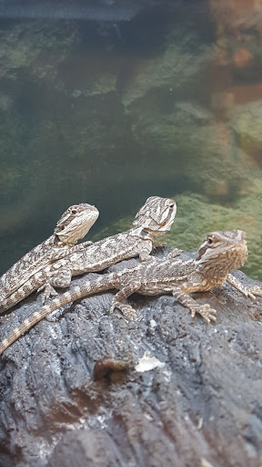 Pet Supply Store «Petco Animal Supplies», reviews and photos, 7907 State Highway N, Dardenne Prairie, MO 63368, USA