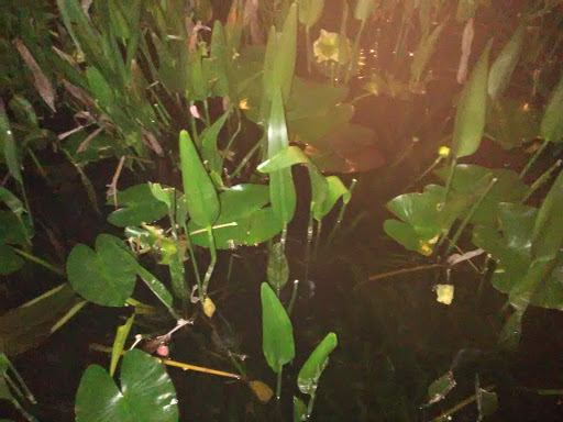 Bar «Caribbean Bay Nightclub», reviews and photos, 1004 Lake Howard Dr SW, Winter Haven, FL 33880, USA