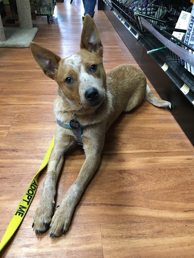 Pet Store «Pet Valu», reviews and photos, 2660 Egypt Rd, Norristown, PA 19403, USA