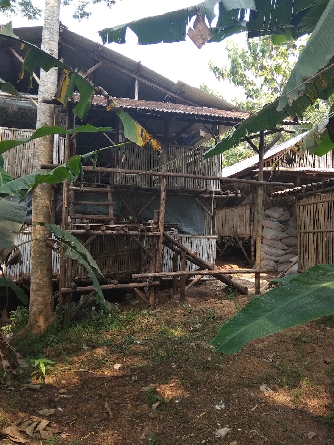 Ternak Ayam Potong LEUWI LANGIT