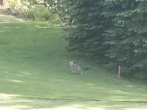 Public Golf Course «Coyote Moon Golf Course», reviews and photos, 10685 Northwoods Blvd, Truckee, CA 96161, USA