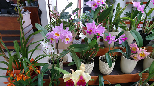 Ecuagenera Orchids of Ecuador