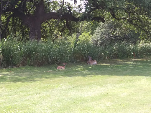 Public Golf Course «Landa Park Golf Course at Comal Springs», reviews and photos, 180 Golf Course Rd, New Braunfels, TX 78130, USA