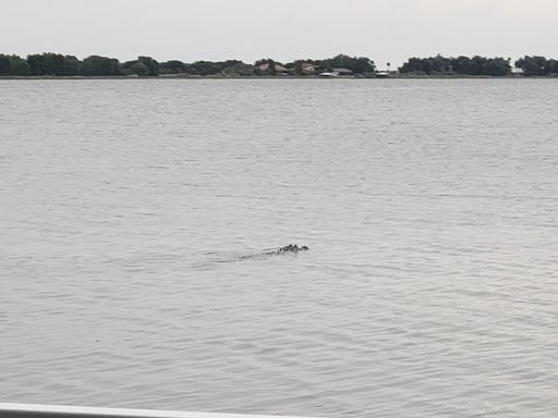 Tourist Attraction «Premier Boat Tours», reviews and photos, 100 Alexander St, Mt Dora, FL 32757, USA