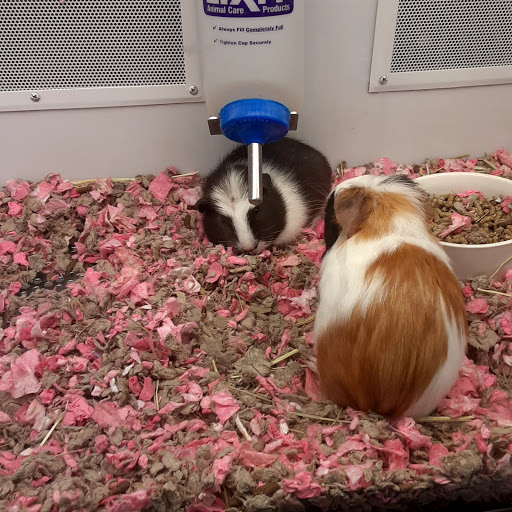 Pet Supply Store «Petco Animal Supplies», reviews and photos, 280 Kensington Blvd, Slidell, LA 70458, USA