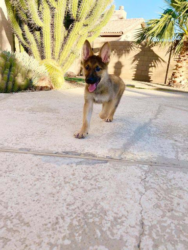 Pet Store «Puppies N Love», reviews and photos, 7700 W Arrowhead Towne Center, Glendale, AZ 85308, USA