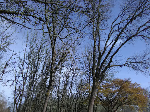 Park «Guy Lee Park», reviews and photos, 890 Darlene Ave, Springfield, OR 97477, USA