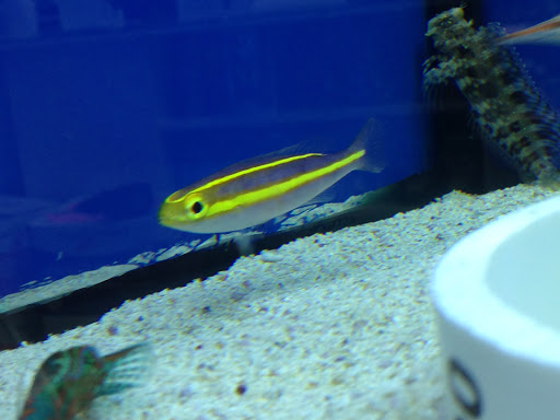 Tropical Fish Store «BluReef Aquarium», reviews and photos, 2198 Flatbush Ave, Brooklyn, NY 11234, USA