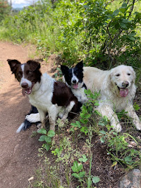 Aarf Pet Care - Photo 6 - Car repair in Salt Lake City, UT, Salt Lake City