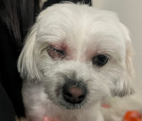 Aussie Pet Mobile of Howard County - Photo 3 - Car repair in , Columbia