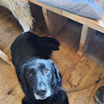 Photo n°2 de l'avis de Julia.. fait le 28/05/2022 à 14:35 sur le  Mein Homberg - Homberg Jause à Winterberg