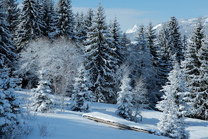 Photo n°10 de LE TIGRR Princesse à Demi-Quartier ()