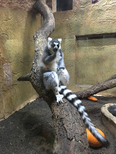 Pet Store «Lost Realms Pets», reviews and photos, 8059 N Cedar Ave, Fresno, CA 93720, USA