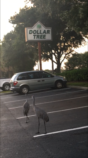 Dollar Store «Dollar Tree», reviews and photos, 1351 Southern Dunes Blvd, Haines City, FL 33844, USA