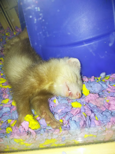 Pet Supply Store «Pet Supermarket, Inc.», reviews and photos, 598 N McCarran Blvd, Sparks, NV 89431, USA