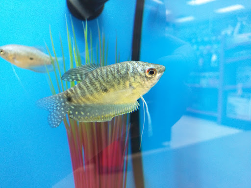 Pet Supply Store «Petco Animal Supplies», reviews and photos, 3012 Bridgepointe Pkwy, San Mateo, CA 94404, USA