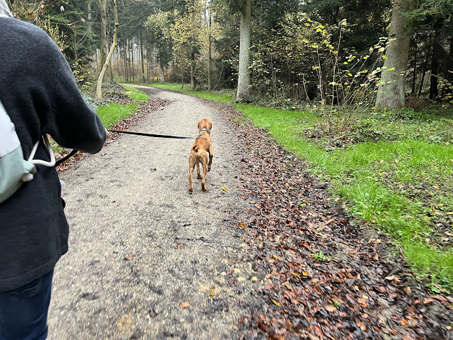 Rezensionen über Sariah Serfözö's Hundeschule Hundumrund in Zürich - Hundeschule