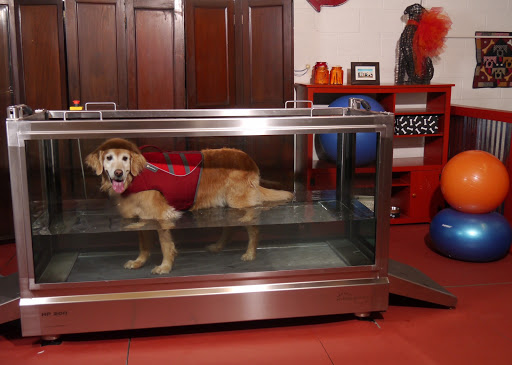 Alta Dog Rehabilitation image