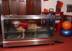 Alta Dog Rehabilitation