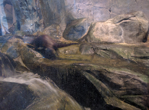 Aquarium «Great Lakes Aquarium», reviews and photos, 353 Harbor Dr, Duluth, MN 55802, USA