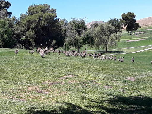 Golf Course «Lone Tree Golf & Event Center», reviews and photos, 4800 Golf Course Rd, Antioch, CA 94531, USA