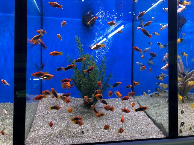 Reviews of Hobby Fish in Milton Keynes - Hardware store