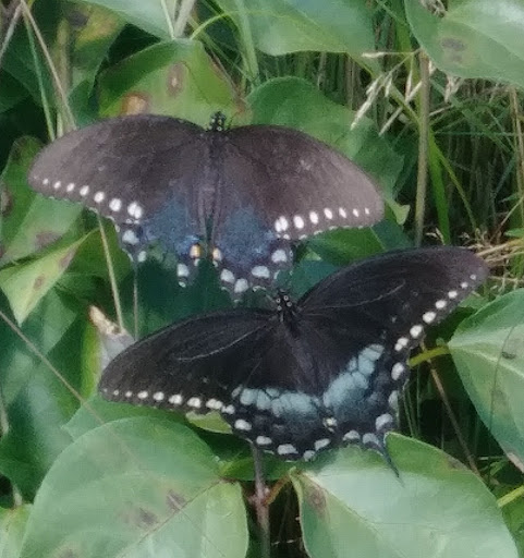 Nature Preserve «Kitchawan Preserve», reviews and photos, 712 Kitchawan Rd, Ossining, NY 10562, USA