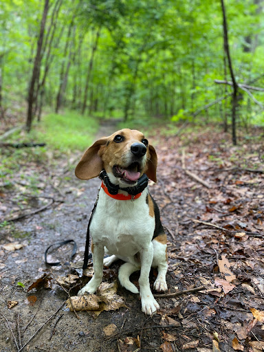 Dog Trainer «Off Leash K9 Training, Charlottesville», reviews and photos, 8782 Seminole Trail, Ruckersville, VA 22968, USA