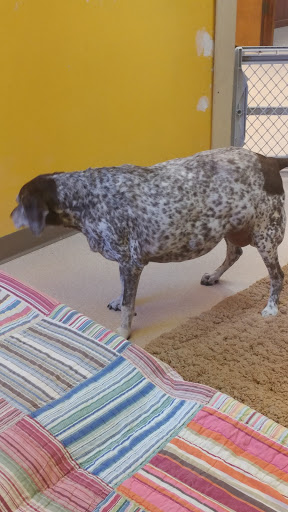 Village Pet Villas image