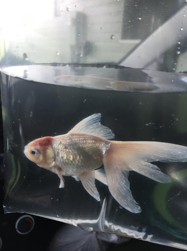 Tropical Fish Store «Delta Pet Center LLC», reviews and photos, 1370 Corporate Square Blvd, Slidell, LA 70458, USA