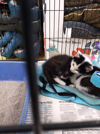 Pet Store «Yuppy Puppy Pet Shop», reviews and photos, 292 Frantz Rd, Stroudsburg, PA 18360, USA