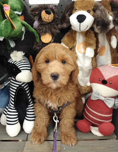 Pet Supply Store «Petco Animal Supplies», reviews and photos, 600 US-441, The Villages, FL 32159, USA