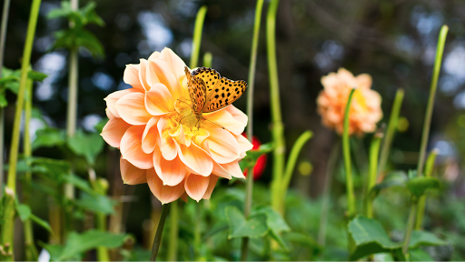 Florist «Flowers By Lou Ann», reviews and photos, 632 S Beckham Ave, Tyler, TX 75701, USA