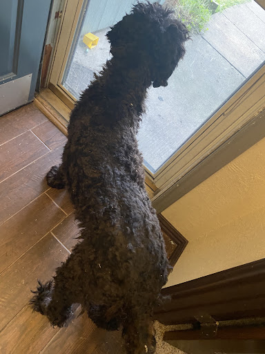 Pet Supply Store «PetSmart», reviews and photos, 3340 FM 544 Ste 800, Wylie, TX 75098, USA