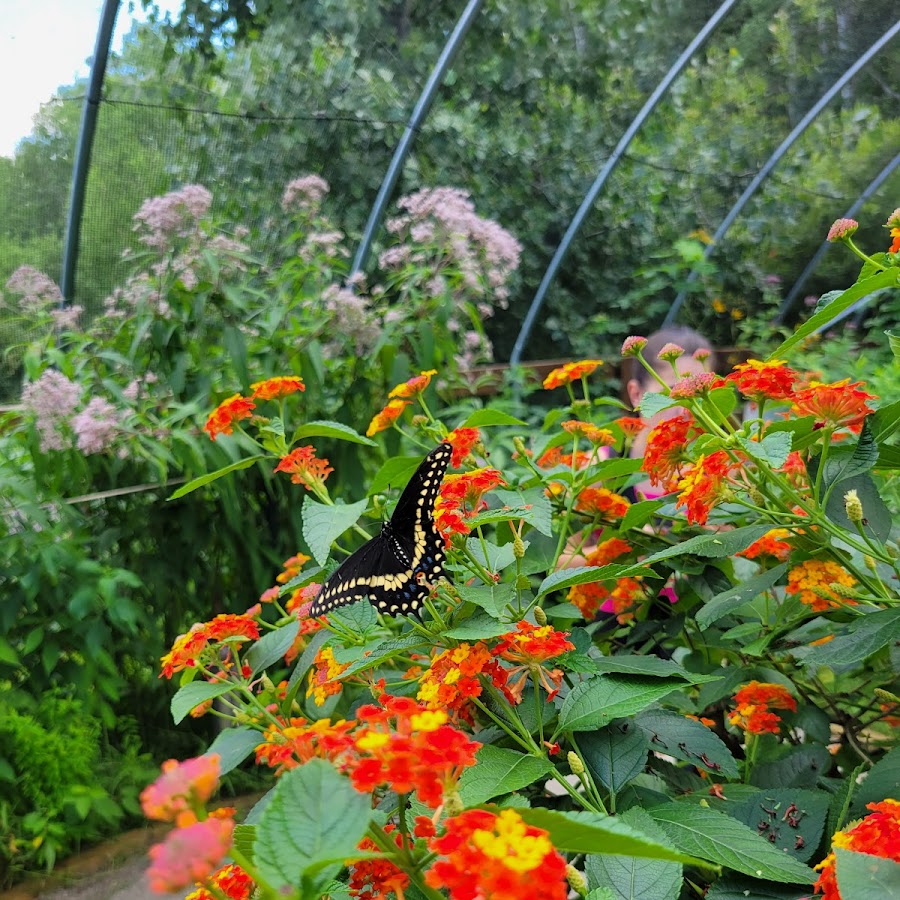 Butterfly Garden of Wisconsin