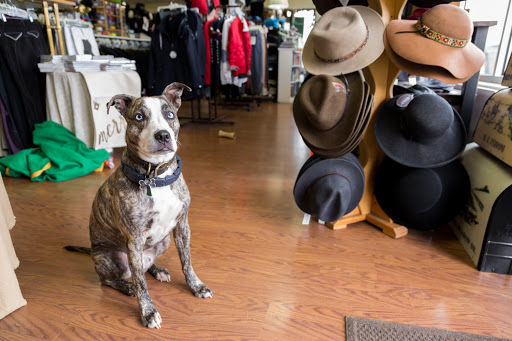 Tack Shop «The Surrey Saddlery», reviews and photos, 14120 Darnestown Rd, Darnestown, MD 20874, USA