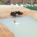 Photo n° 1 de l'avis de Lydiane.o fait le 06/10/2020 à 14:56 pour Parrot World - Le parc animalier immersif à Crécy-la-Chapelle