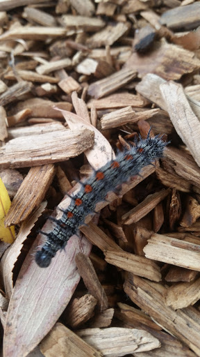 Park «Veterans Park», reviews and photos, 4554 Avenida Granada, Cypress, CA 90630, USA